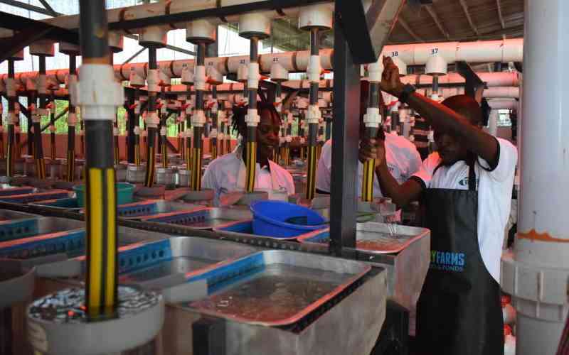 Firm sets up fingerlings hatchery to bridge fish deficit