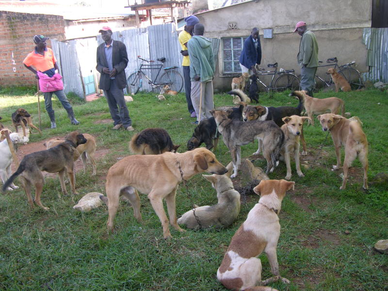 Who let the dogs out? Anxiety hits Vihiga residents after constant attacks