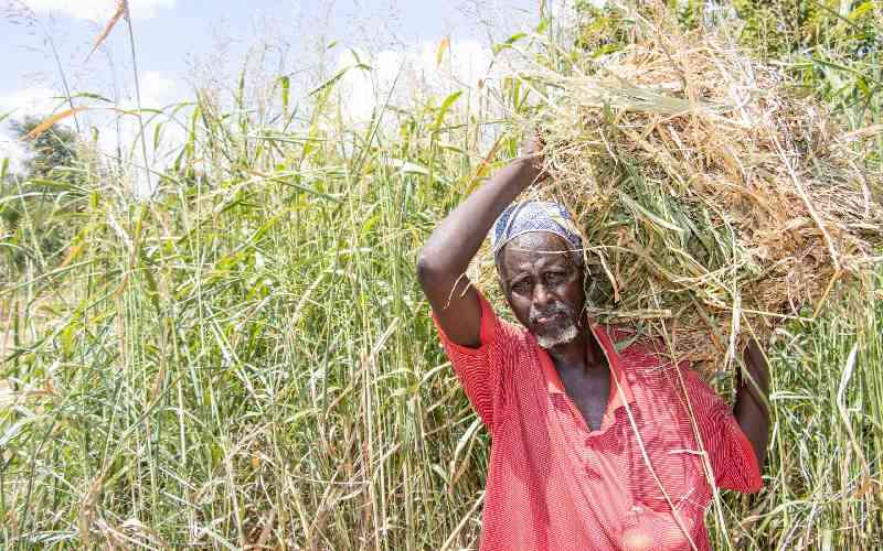 Mandera pastoralists embrace fodder farming to beat drought