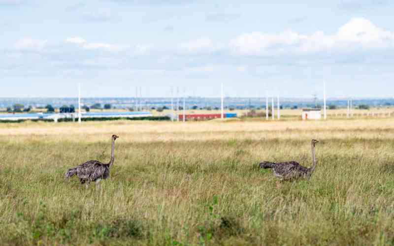 Konza becomes Africa's first smart city wildlife conservancy