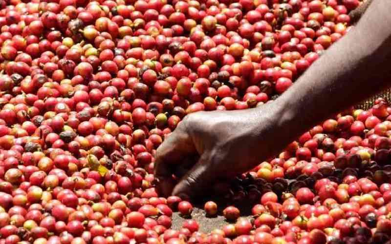 Tea and coffee markets record improvement at the auctions