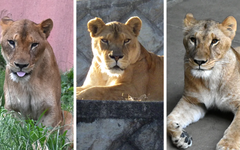 Extreme heat kills three lions, leaves others fighting for survival at Japan zoo