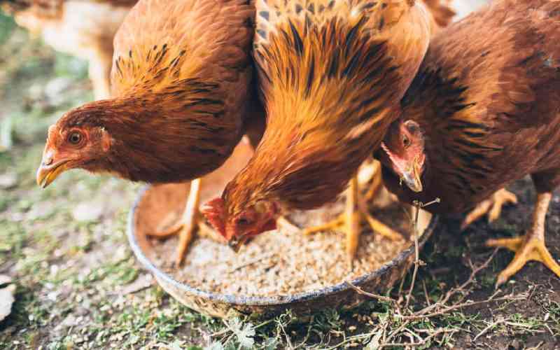 High cost of chicken feed is now a blessing for some Embu farmers