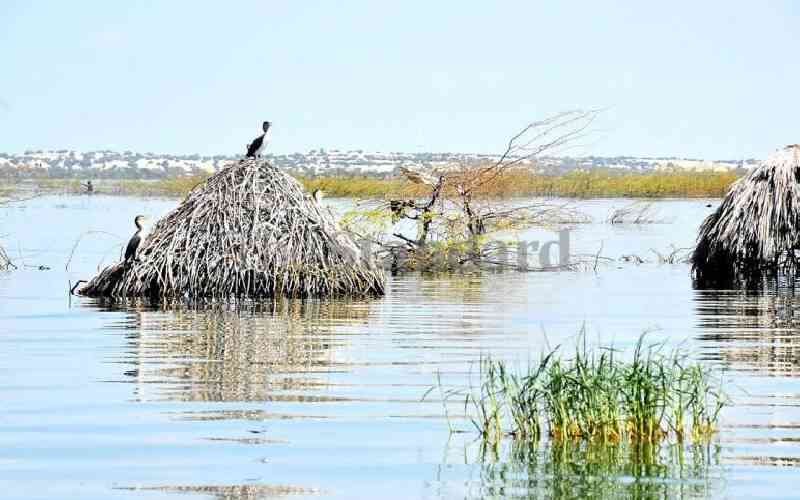 Turkana pastoralists struggle for survival as climate change bites