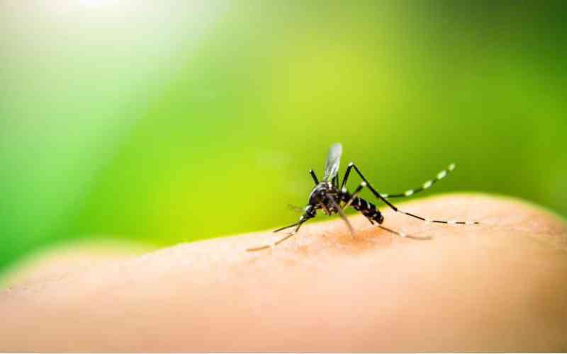Silent invaders: Mosquitoes and sandflies spreading in new areas
