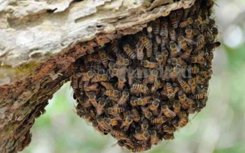When agitated bees 'fought' the British in East Africa