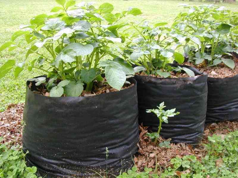 Small space? You can grow potatoes in sacks