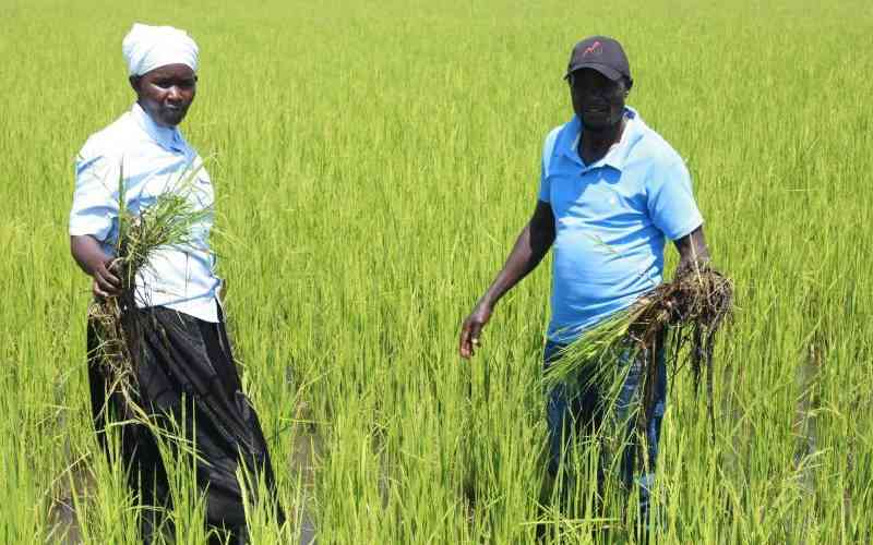 Kisumu's Sh30m rice plant set to begin operations