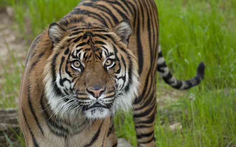Tiger on the loose in South Africa successfully captured