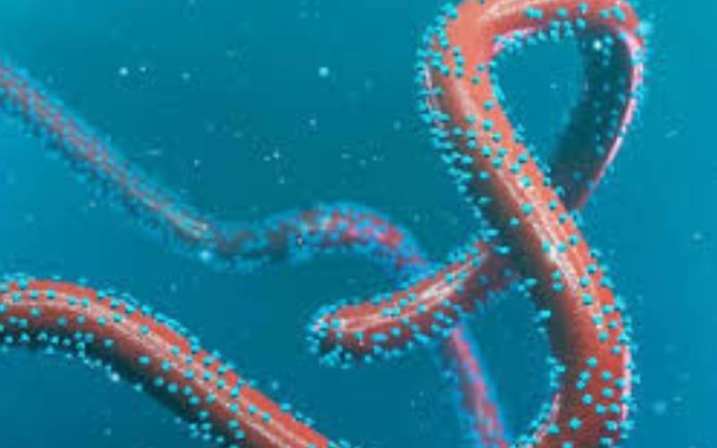 Kenya warns counties to brace for Marburg virus after Ethiopia outbreak