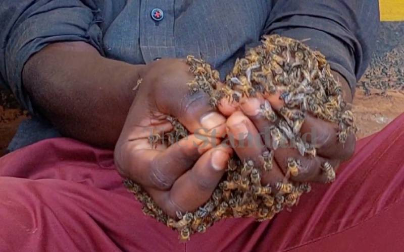 Bees-on-palms: Suspected thieves arrested in Embu