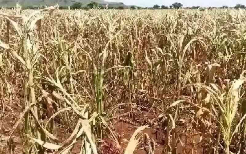 Country stares at acute food crisis as severe drought hits grain basket