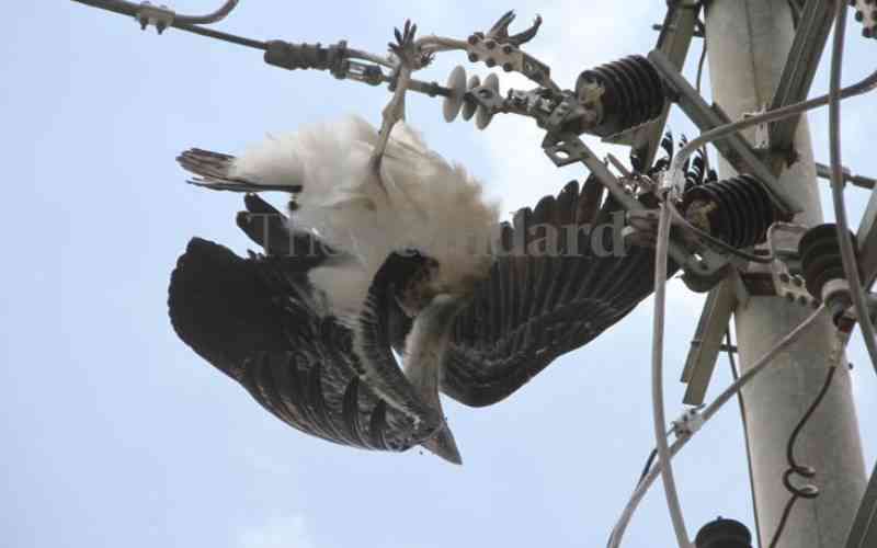 Death on wires: How power lines are killing Kenya's declining raptors