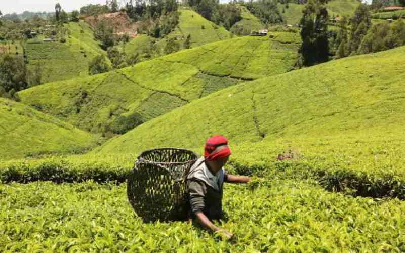Kipsigis clans renew fight for ancestral land occupied by multinational tea firms