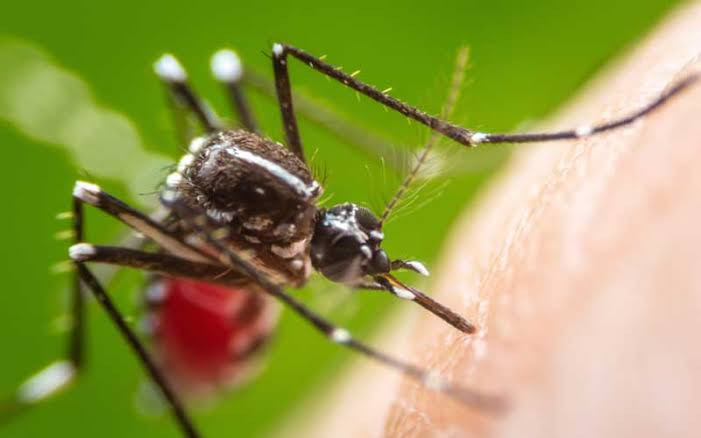 Duale: Kenya records 16,675 Dengue cases annually