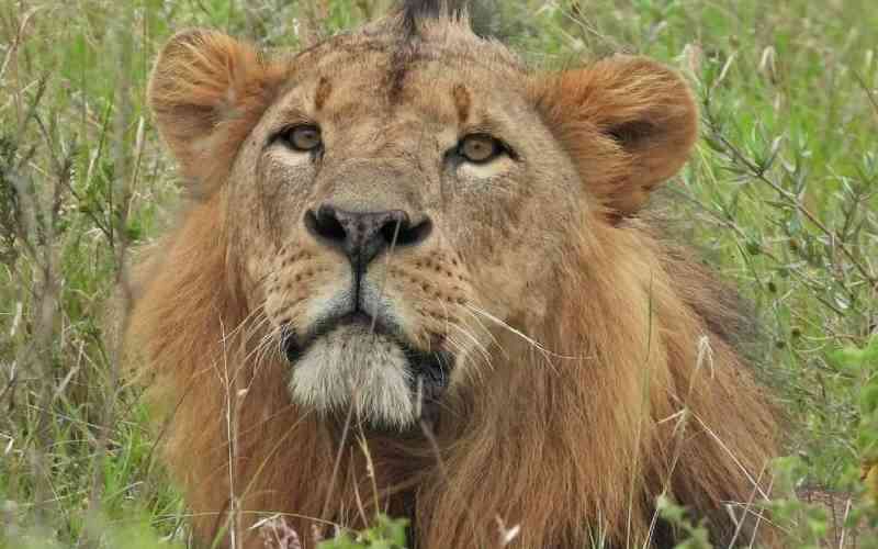 Meet Kenya's iconic animals
