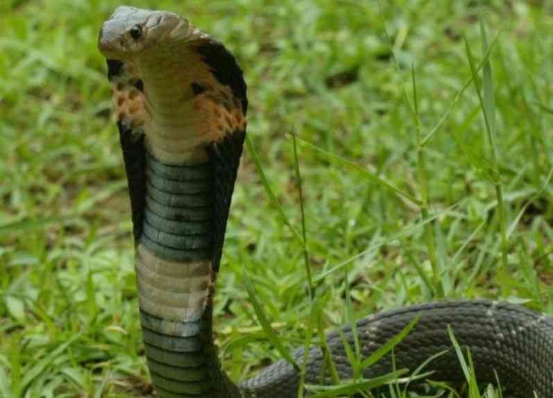 Two-year-old bites cobra to death after attack