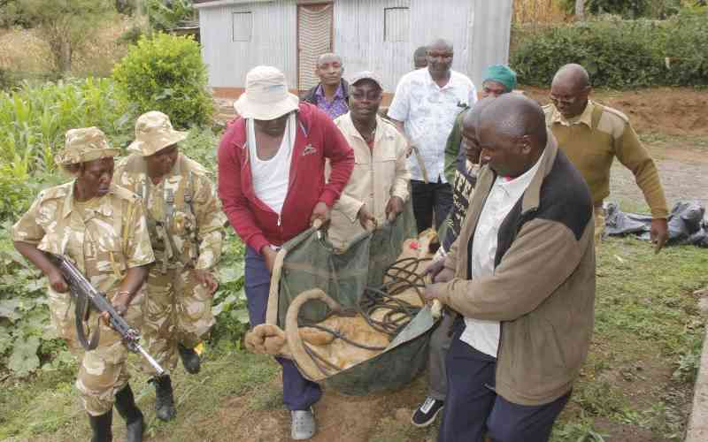 KWS tracks stray lionesses back to Nairobi National Park