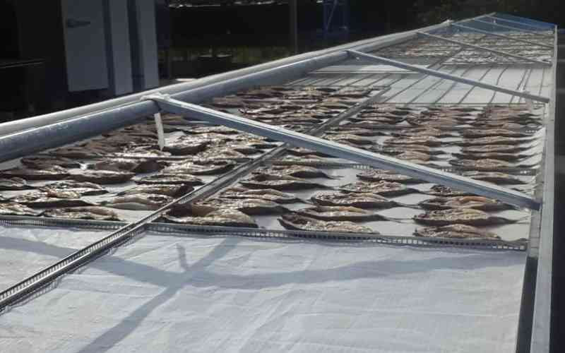 Solar fish dryer to boost women's cross-border trade in Busia