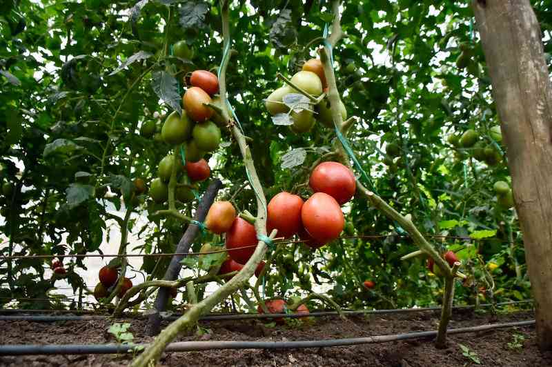 Tomato Farmers reap big from drive to raise yields