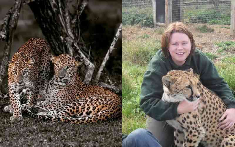 Dutch zookeeper dies days after leopard attack at safari park