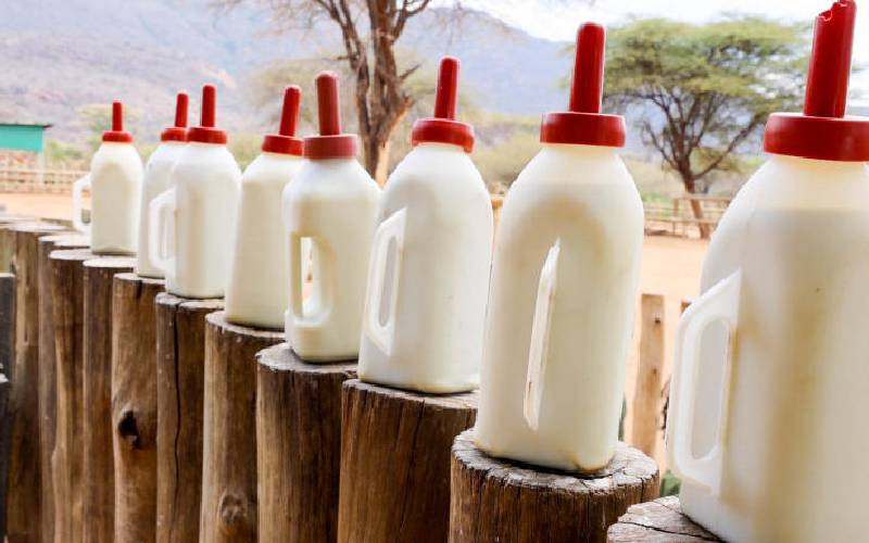 Milk Mamas of Samburu nurture baby jumbos to life with goat milk