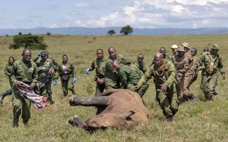 How to move a rhino