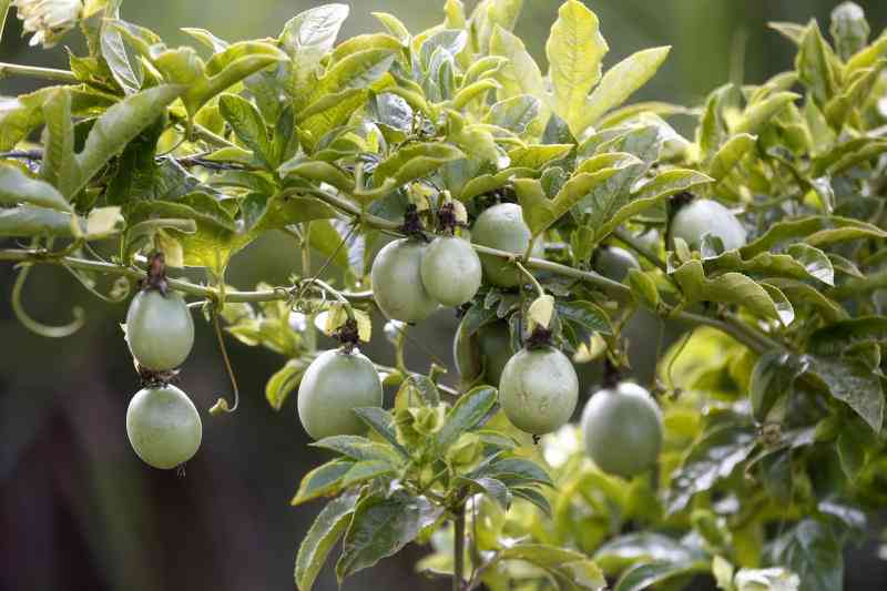 Granadilla Passion farming Guide  Propagation and Soil requirements