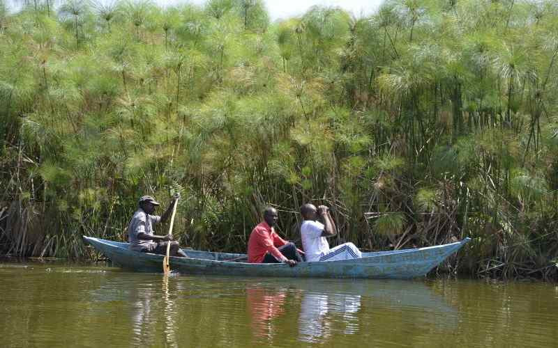 Investor to pump in Sh20b to reclaim Yala swamp, create 2,000 jobs