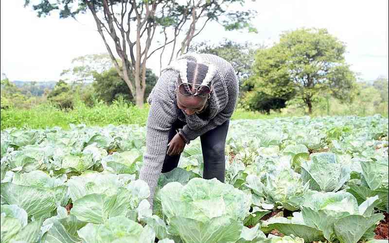 Tawi Fresh: The platform cutting off brokers to grow farmers' earnings