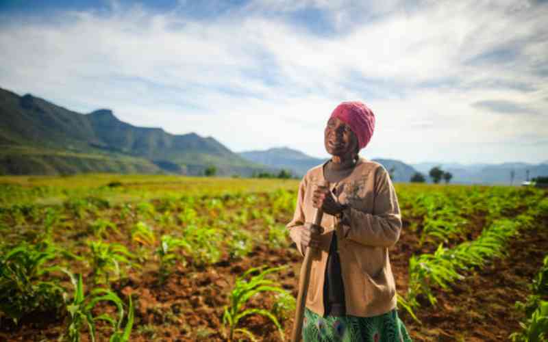Desperate maize farmers seek subsidies to plant in September after failed crop
