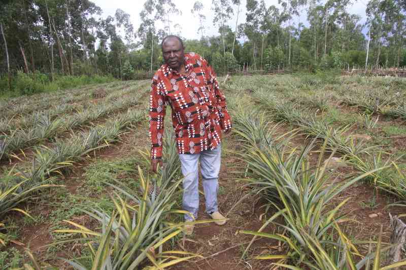 After 30 years in employment, retired accountant finds a solid footing in pineapple farming