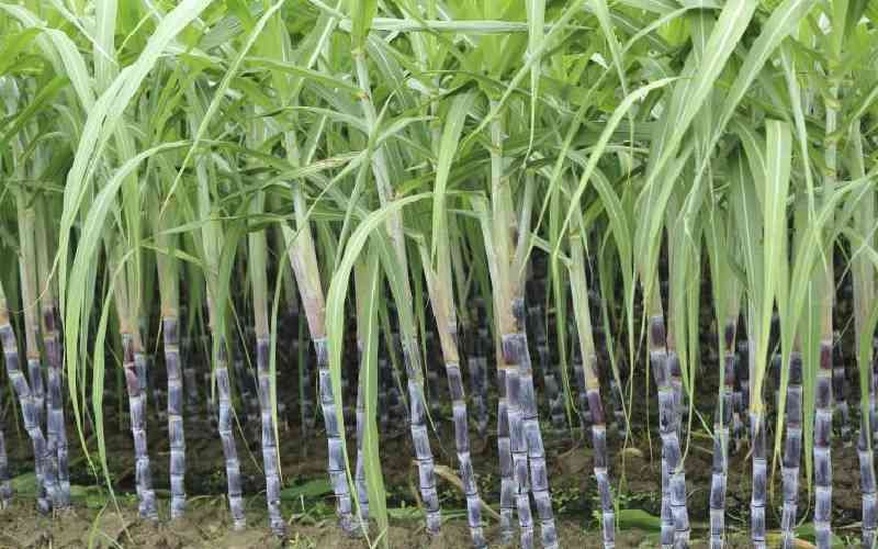 Residents torch sugarcane plantation and tractor in grazing dispute