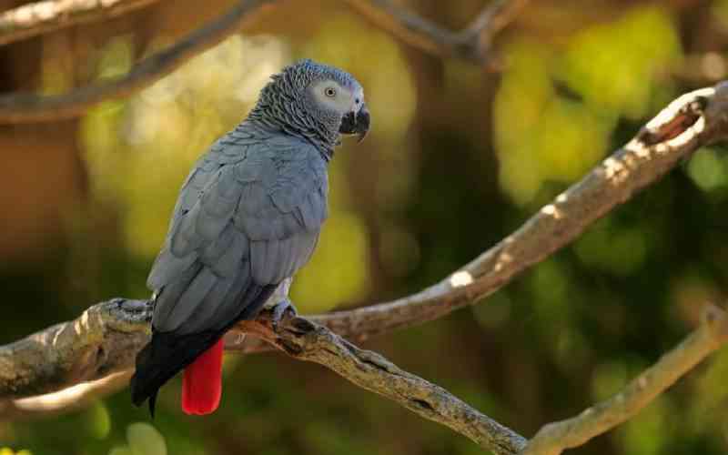 Africa's birds vanishing into Asian markets