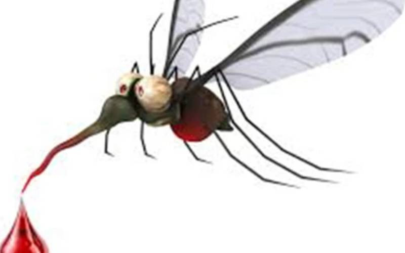 Advocates demand to know the truth about GMO mosquitoes in Nairobi