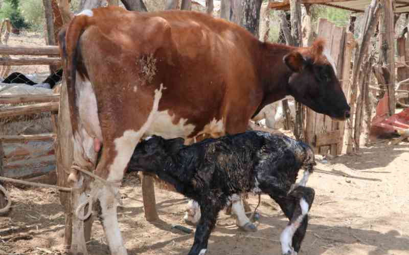 Cross-breeding vs inbreeding: Which way?