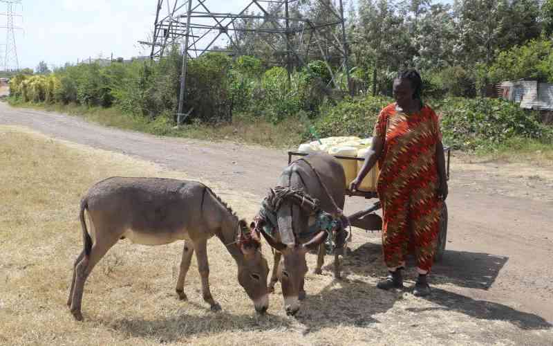 Donkey welfare under threat as skin trade booms in Kenya