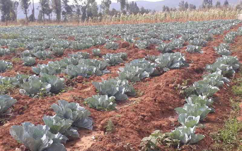 Professionals promote sustainable agriculture to boost production in Laikipia