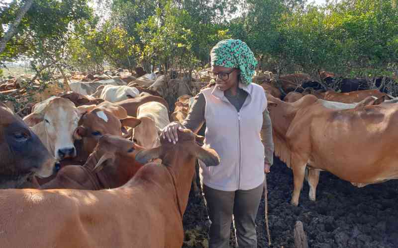 Feedlot farming: The new cashcow for Kenya's beef industry operators