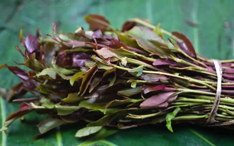 Government doubles miraa prices