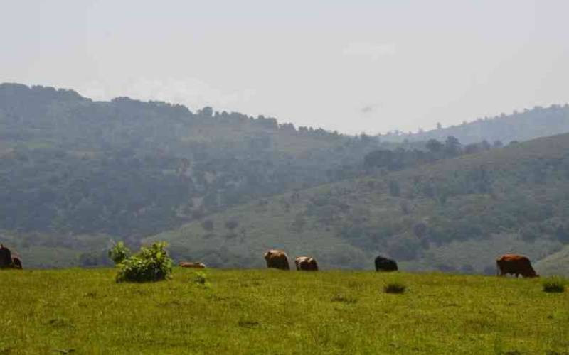 Beyond trees: Restoring life in Mount Elgon