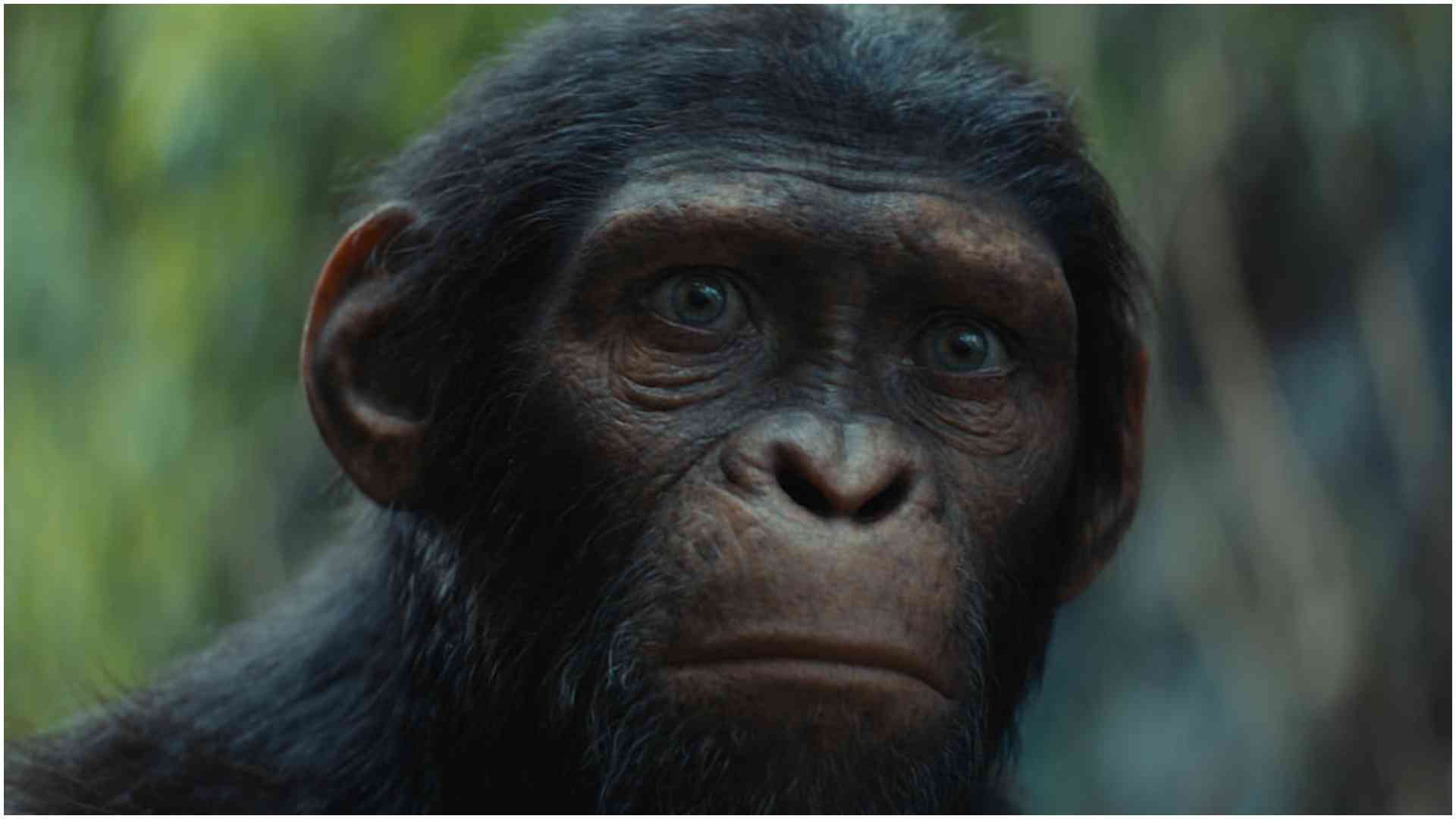 'Kingdom of the Planet of the Apes' shines in first week at Box Office