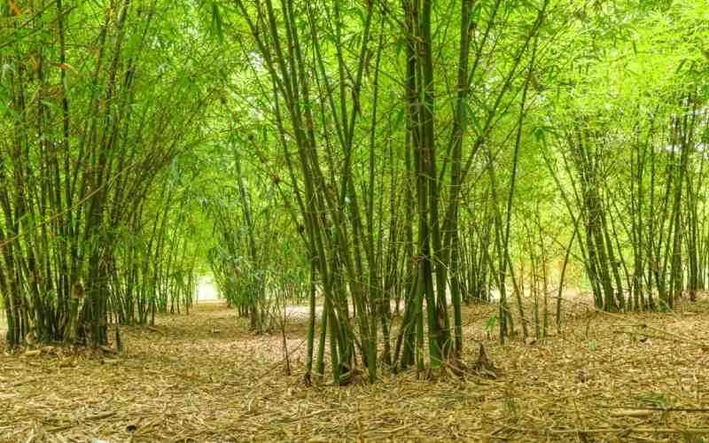 Kenya bets on Bamboo to power a green economy