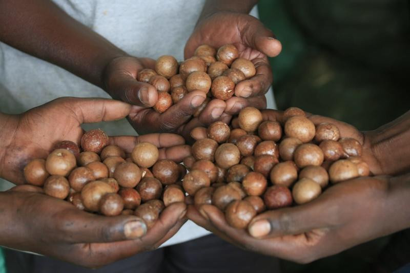 Kenya's macademia nuts risk ex...