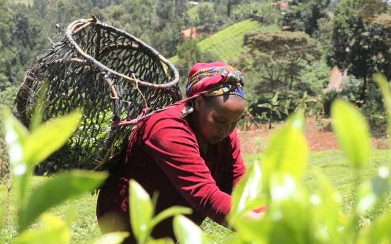 Embrace value addition to earn more cash, FAO boss urges tea farmers amid tough times