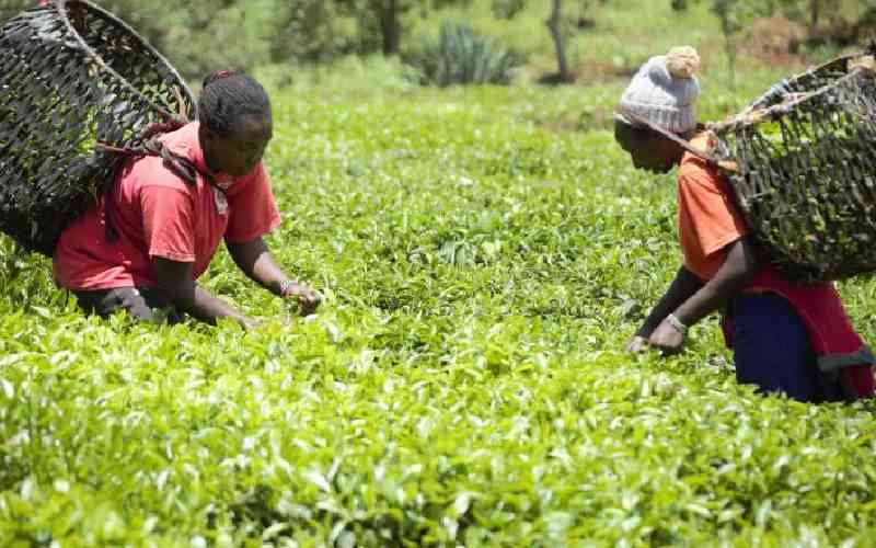 Poor pay, bonuses top grievances list of tea farmers ahead of meeting