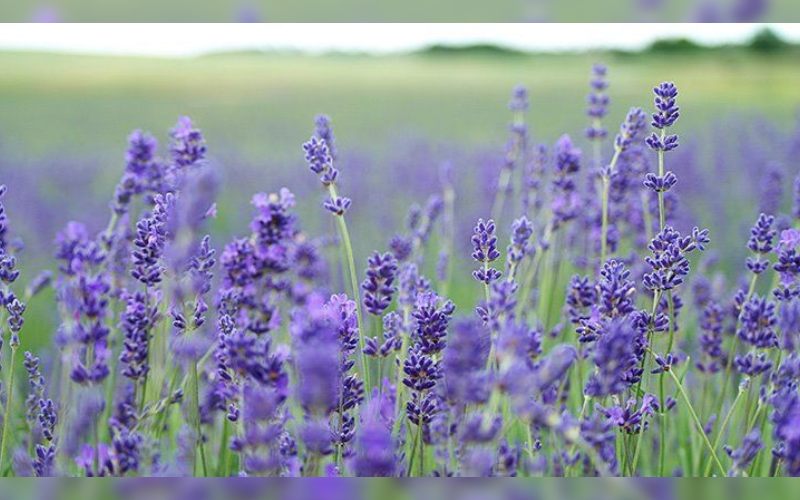 The healing benefits of magical lavender