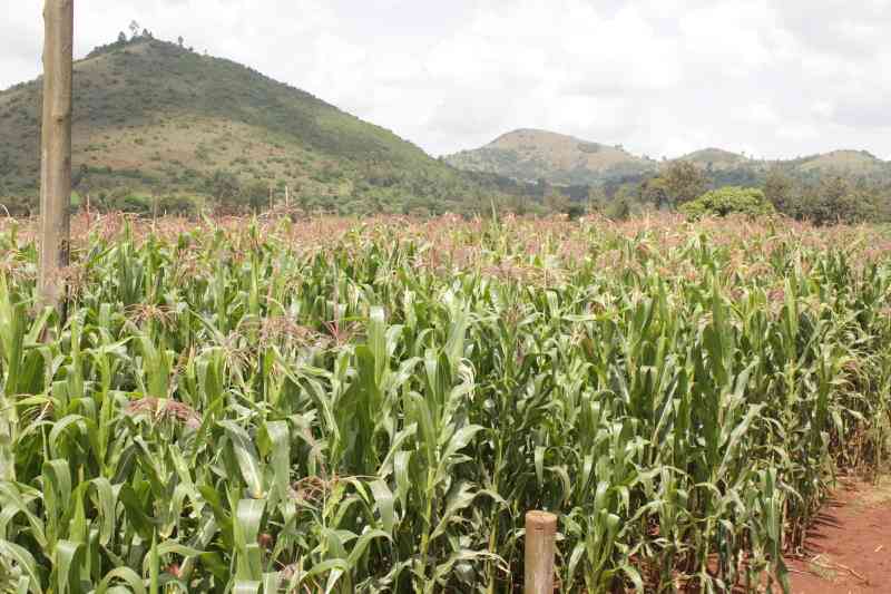 State to use 500 acres of idle land for maize farming