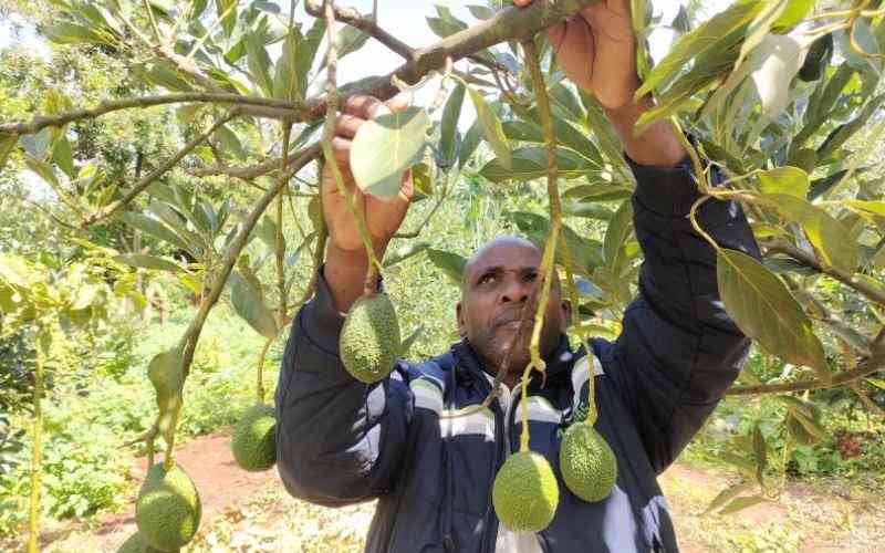 More growers see the gold in avocado farming