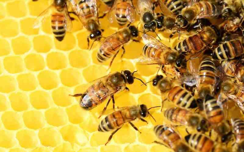 Buzzkill: How declining bee colonies are threatening food, farms and future survival